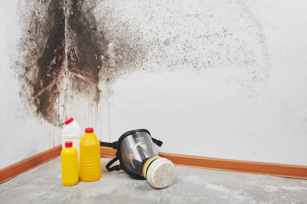 Best Attic Mold Removal  in Bell Gardens, CA