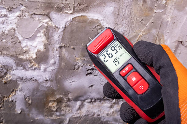 Best Home Mold Removal  in Bell Gardens, CA