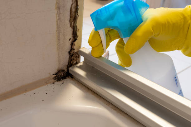 Best Black Mold Removal  in Bell Gardens, CA
