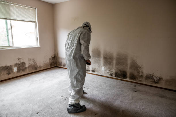 Best Emergency Mold Removal  in Bell Gardens, CA