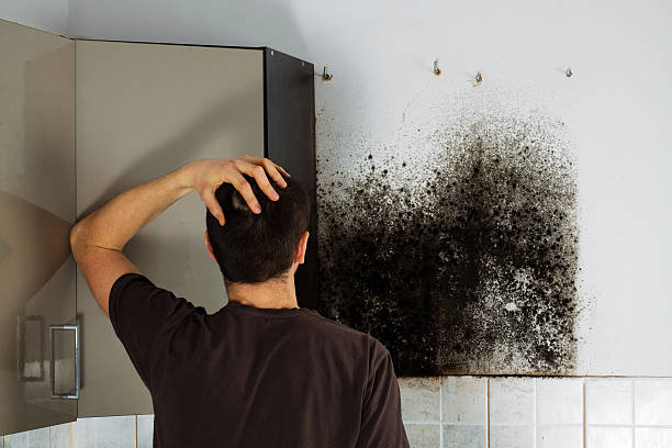 Attic Mold Removal in Bell Gardens, CA