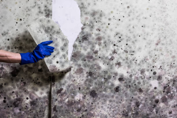 Mold Removal and Inspection in Bell Gardens, CA