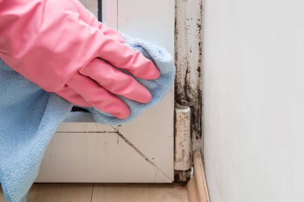 Best Mold Testing  in Bell Gardens, CA
