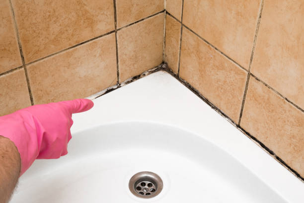 Best Mold Cleaning Services  in Bell Gardens, CA