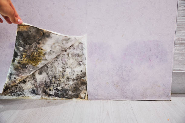 Best Best Mold Removal Companies  in Bell Gardens, CA